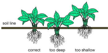 illustration indicating the correct soil line position
